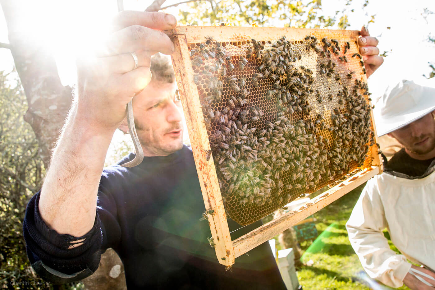 Abeille